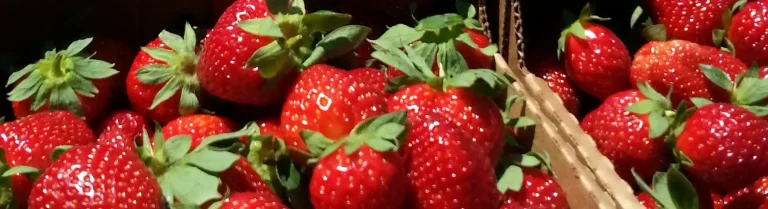 Fresh Berries & Fall Fun